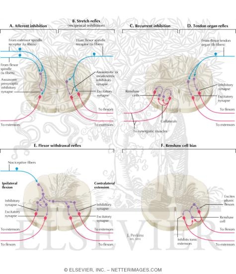 Watermarked preview of labeled image: Spinal Somatic Reflex Pathways