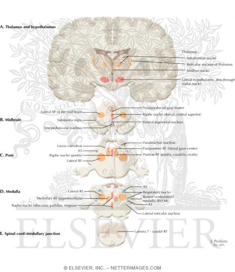 Reticular Formation: Nuclei and Areas in the Brain Stem and Diencephalon