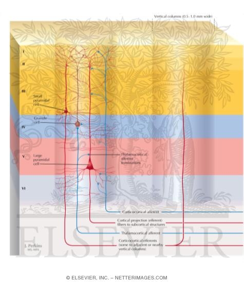 Watermarked preview of labeled image: Vertical Columns: Functional  Units of the Cerebral Cortex