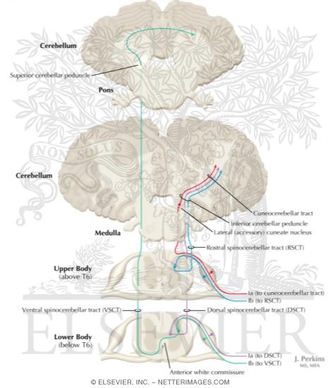 Somatosensory System: Spinocerebellar Pathways