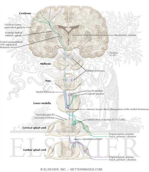 Somatosensory System: The Dorsal Column System and Epicritic Modalities