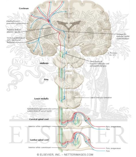 Somatosensory System: The Spinothalamic and Spinoreticular Systems and Protopathic Modalities