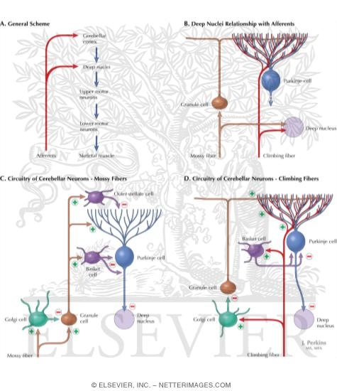 Watermarked preview of labeled image: Circuit Diagrams of Afferent Connections in the Cerebellum
