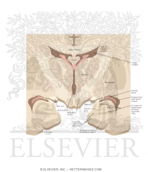 Hippocampal Formation: General Anatomy
