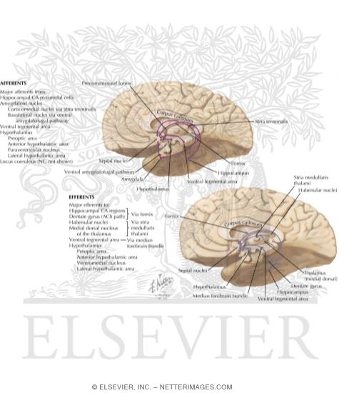Major Afferent and Efferent Connections of the Septal Nuclei