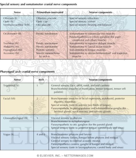 Watermarked preview of labeled image: Cranial Nerve Neuron Components