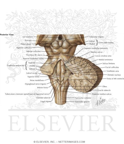 Anatomy Of The Fourth Ventricle: Posterior View With Cerebellum Removed