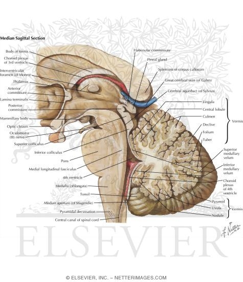 Watermarked preview of unlabeled image: Median Sagittal Section of Brain