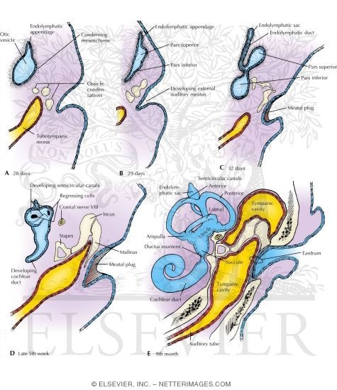 Watermarked preview of labeled image: Development of the Ear