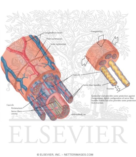 Watermarked preview of labeled image: Anatomy of a Peripheral Nerve