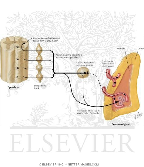 Schematic of Innervation of the Adrenal Gland