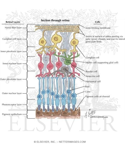 The Retina: Retinal Layers