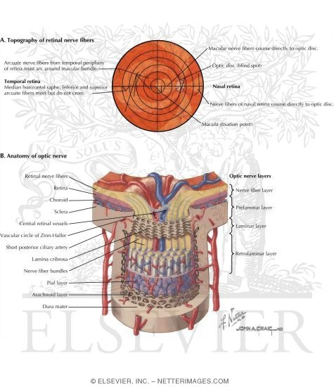 Watermarked preview of unlabeled image: The Retina: Optic Nerve