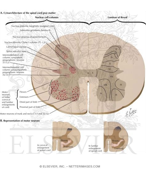 Watermarked preview of unlabeled image: Distribution of Lower Motor Neurons in the Spinal Cord