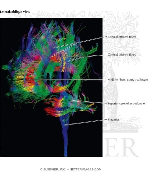 Watermarked preview of labeled image: Color Imaging of Cortical Efferent Pathways