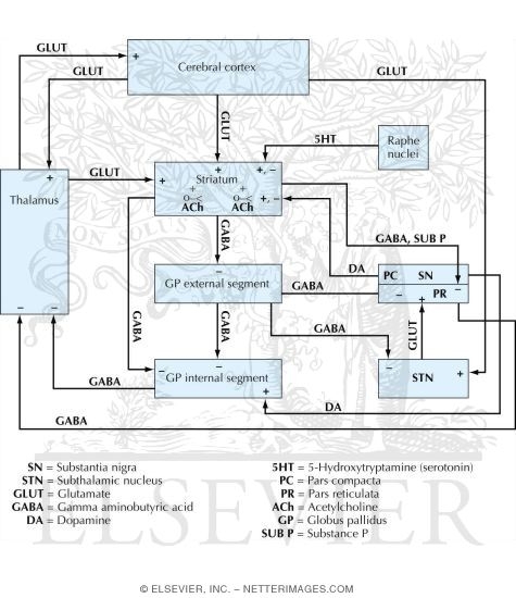 Watermarked preview of labeled image: Basic Basal Ganglia Circuitry and Neurotransmitters
