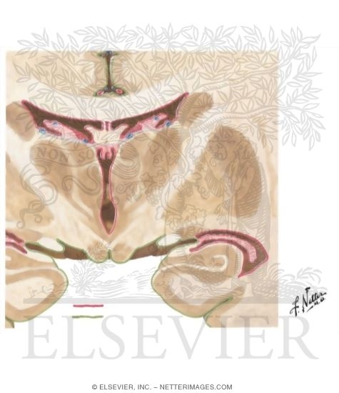 Watermarked preview of unlabeled image: Ventricular Anatomy In Coronal Forebrain Section