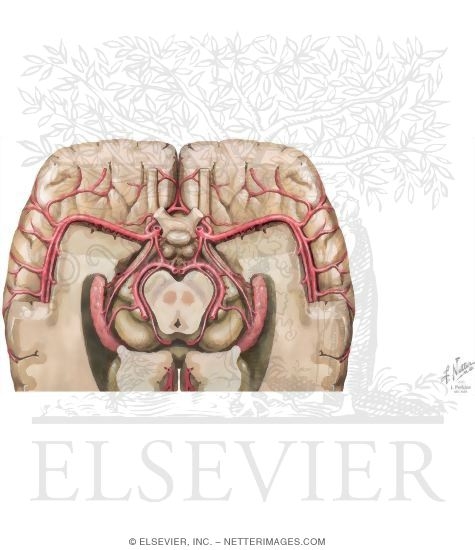 Watermarked preview of unlabeled image: Arterial Distribution to the Brain: Cutaway Basal View Showing the Circle of Willis