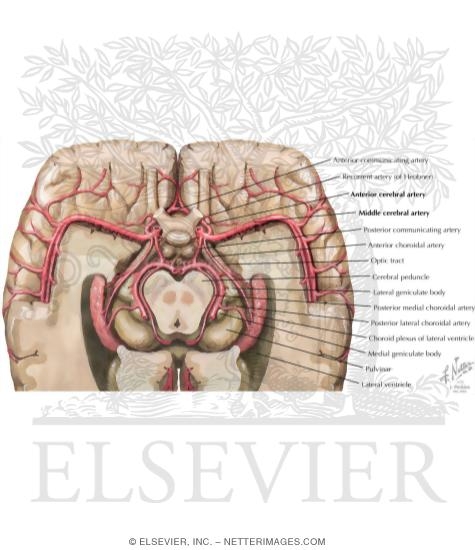 Watermarked preview of labeled image: Arterial Distribution to the Brain: Cutaway Basal View Showing the Circle of Willis