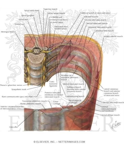 Thoracoabdominal Nerves
Course of Typical Thoracic Nerve
Innervation of Abdomen and of Perineum