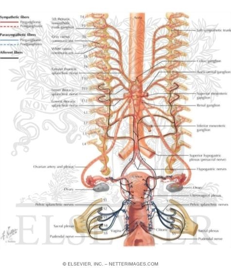 Watermarked preview of labeled image: Innervation of Female Reproductive Organs: Schema