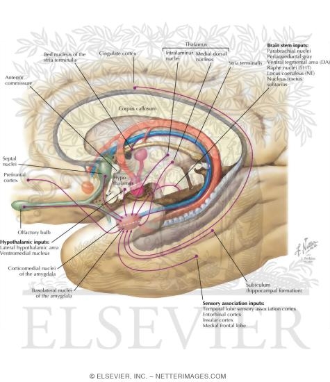 Major Afferent and Efferent Connections of the Hippocampal Formation
Major Afferent Connections of the Amygdala
Major Efferent Connections of the Amygdala