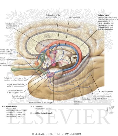 Major Afferent and Efferent Connections of the Hippocampal Formation
Major Afferent Connections of the Amygdala
Major Efferent Connections of the Amygdala