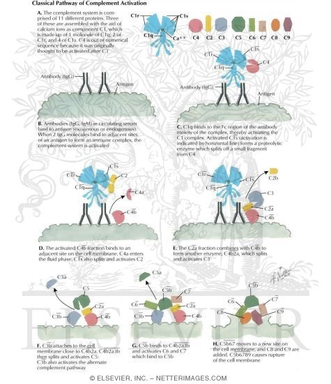 Watermarked preview of labeled image: Complement Pathways