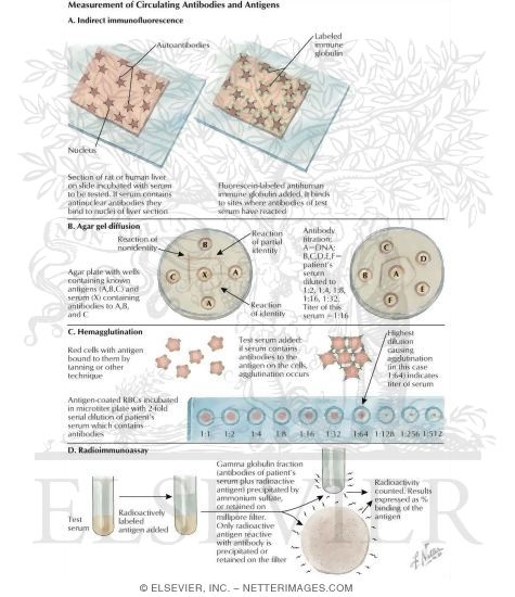 Watermarked preview of labeled image: Measurement of Antibodies and Antigens