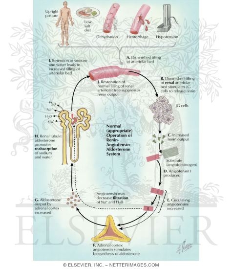 Angiotensin-aldosterone Mechanism