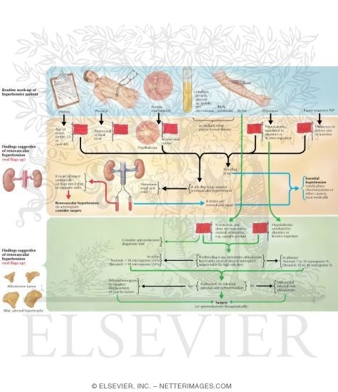 Watermarked preview of labeled image: Diagnostic Flow Chart