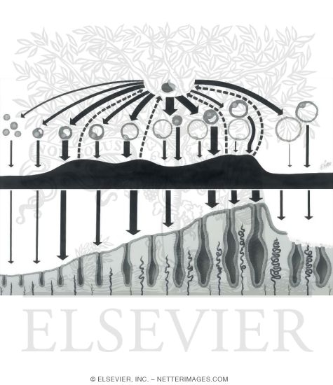 Watermarked preview of unlabeled image: Estrogen Secretion During Cycle