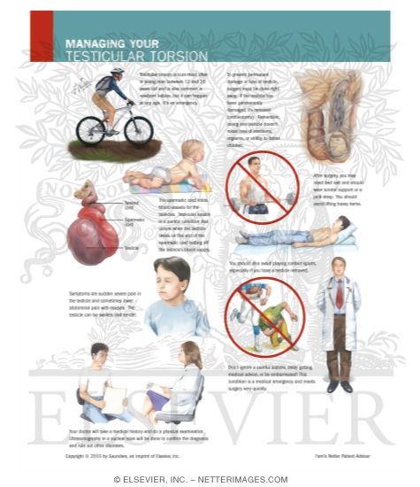 Watermarked preview of labeled image: Managing Your Testicular Torsion