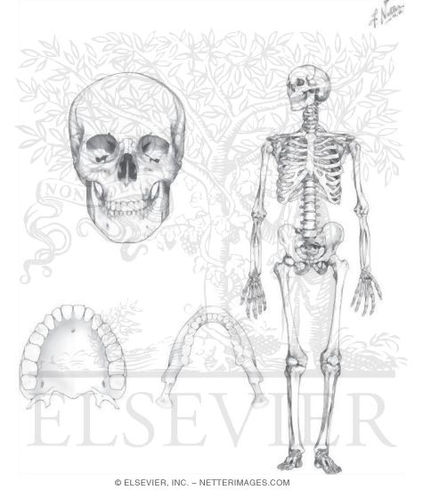 Watermarked preview of unlabeled image: Skeletal System