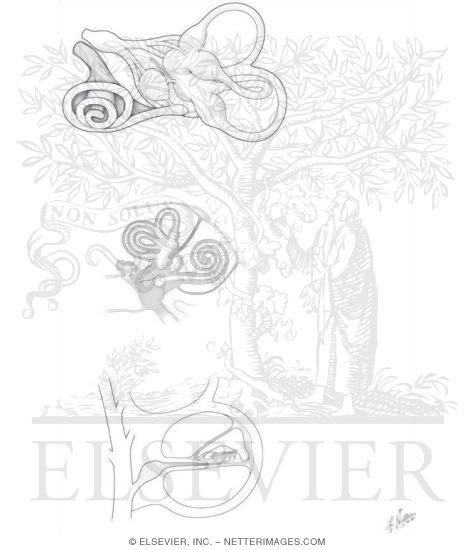 Watermarked preview of unlabeled image: Anatomy of the Ear