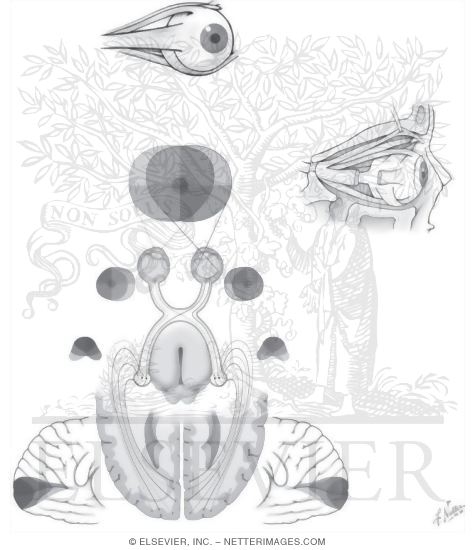 Watermarked preview of unlabeled image: Anatomy of the Eye