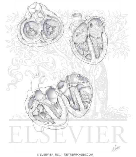 Anatomy of the Heart