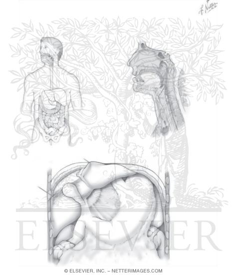 Watermarked preview of unlabeled image: Gastrointestinal System