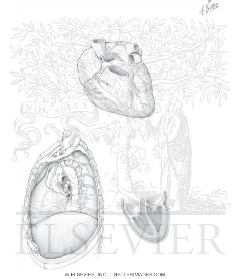 Watermarked preview of unlabeled image: Anatomy of the Heart