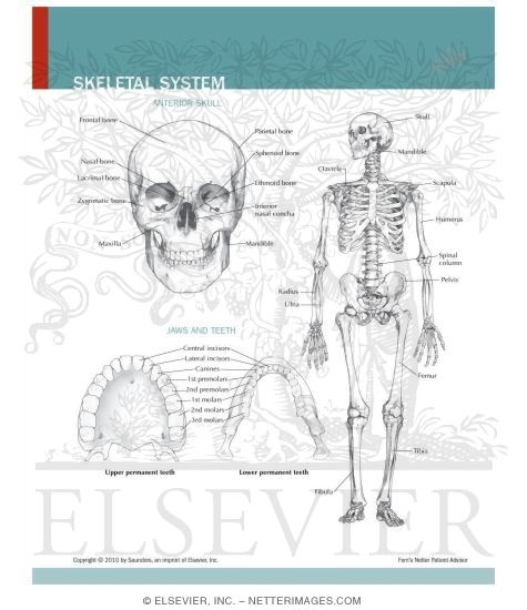Watermarked preview of unlabeled image: Skeletal System
