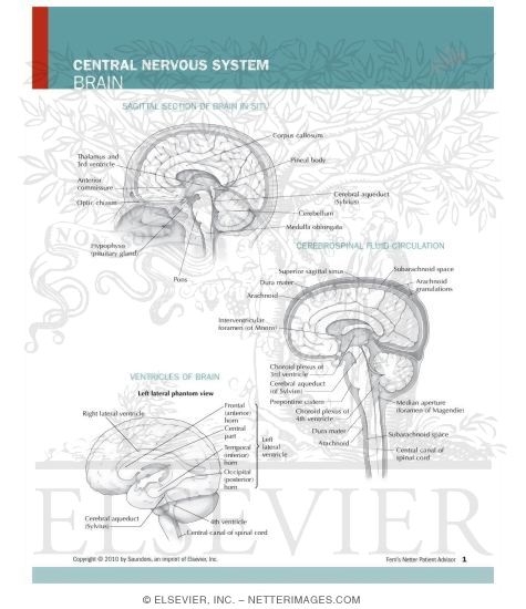 Central Nervous System: Brain