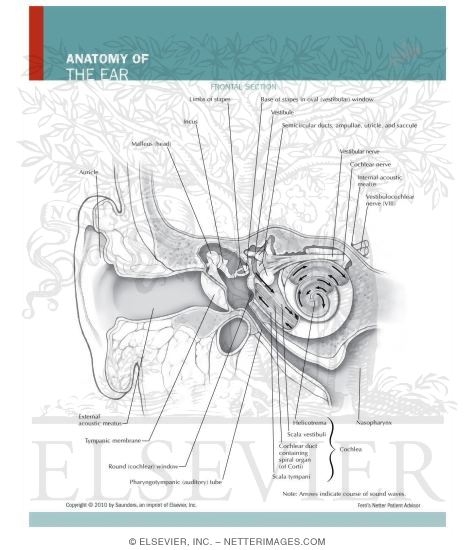 Watermarked preview of unlabeled image: Anatomy of the Ear