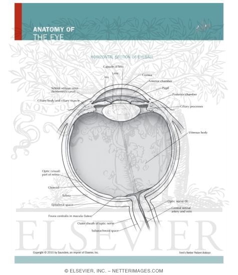 Watermarked preview of unlabeled image: Anatomy of the Eye