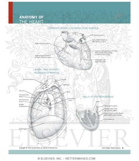 Watermarked preview of unlabeled image: Anatomy of the Heart