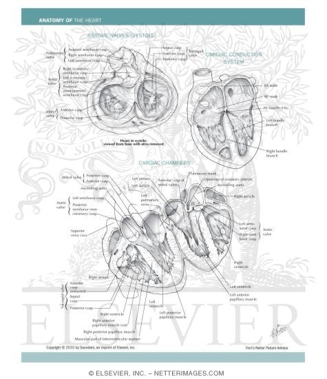 Watermarked preview of unlabeled image: Anatomy of the Heart