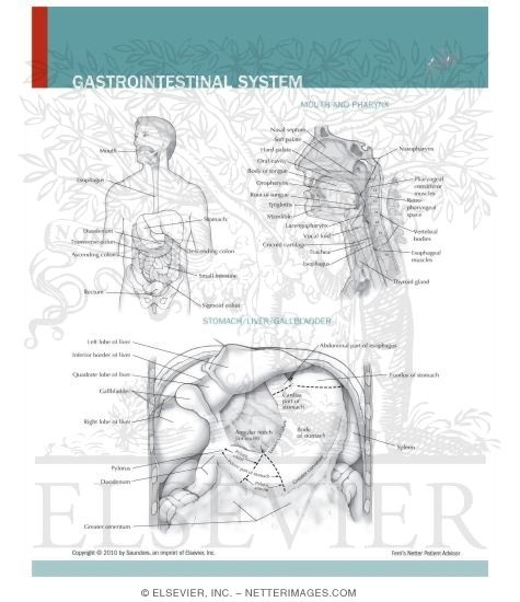 Watermarked preview of unlabeled image: Gastrointestinal System