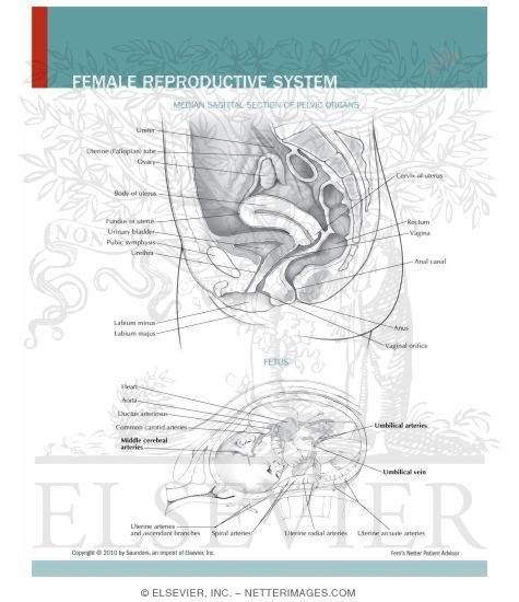 Female Reproductive System