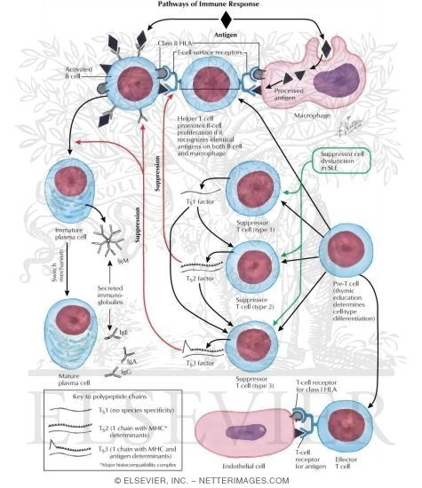 Watermarked preview of labeled image: Pathways of Immune Response