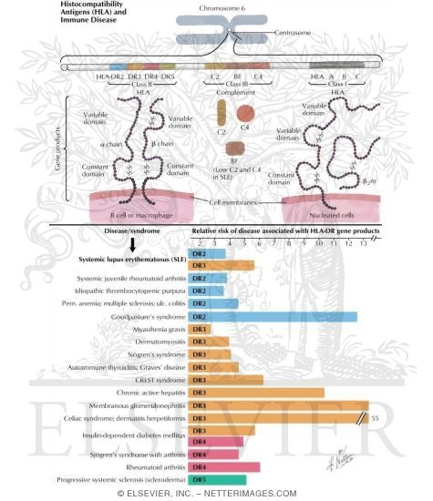 Histocompatibility Antigens and Immune Disease