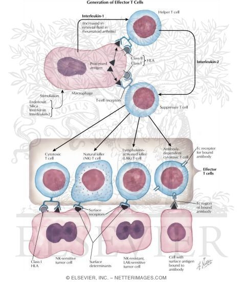 Generation of Effector T-Cells